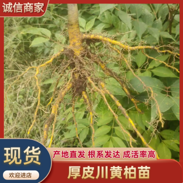 黄柏苗厚皮川黄柏苗四川柏树苗大量供应现挖现发
