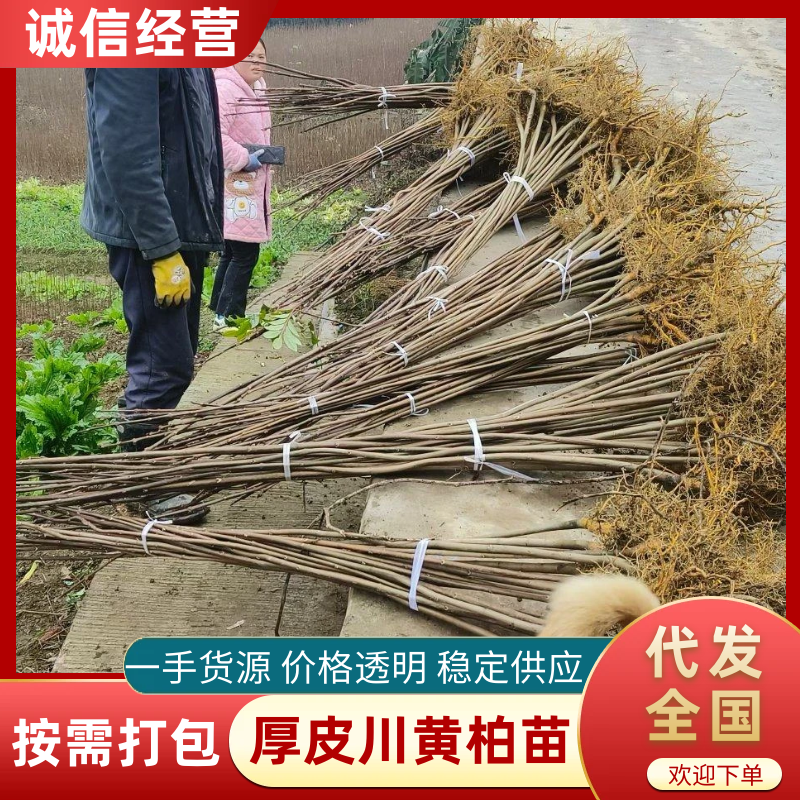 柏树苗黄柏树苗大叶厚皮川黄柏苗苗圃直发提供技术