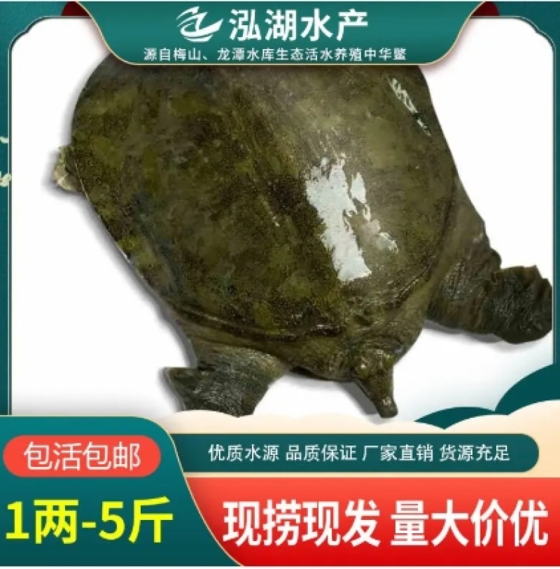 1两-5斤外塘冷水甲鱼供应质优价廉品牌保证