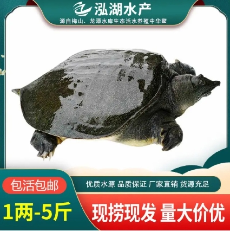 1两-5斤外塘冷水甲鱼供应质优价廉品牌保证