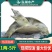 1两-5斤外塘冷水甲鱼供应质优价廉品牌保证