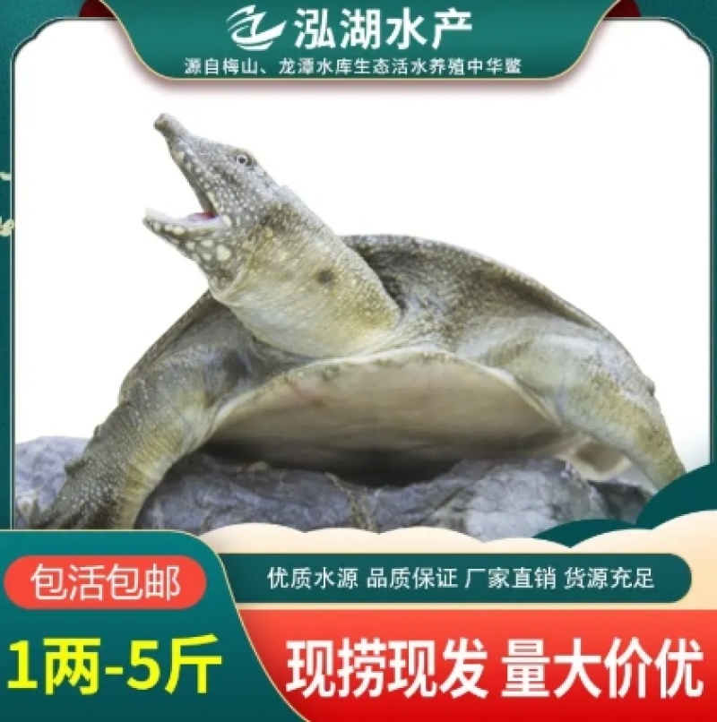 1两-5斤外塘冷水甲鱼供应质优价廉品牌保证