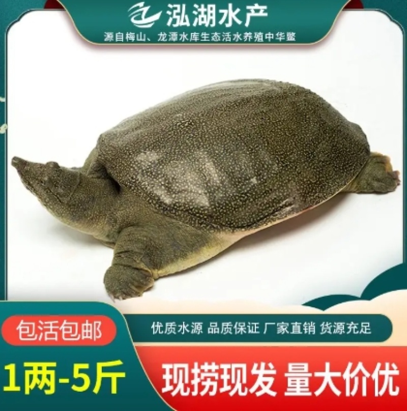 1两-5斤外塘冷水甲鱼供应质优价廉品牌保证