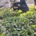 四川高产苦胆苗金果榄耐寒中药材出售基地