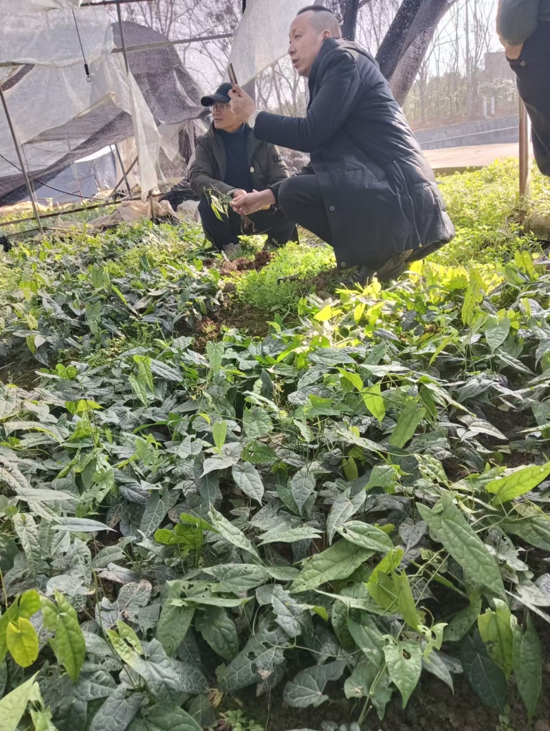 四川高产苦胆苗金果榄耐寒中药材出售基地