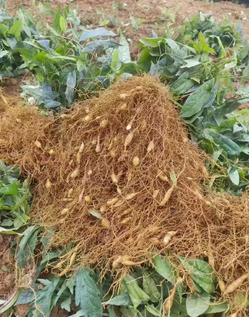 四川高产苦胆苗金果榄耐寒中药材出售基地