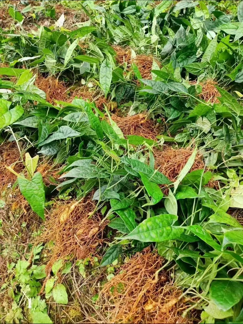 四川高产苦胆苗金果榄耐寒中药材出售基地