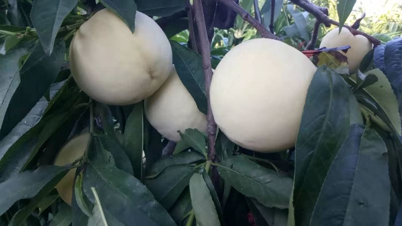 【安阳蜜桃】永联蜜桃产地直供百亩桃园保质保量欢迎致电