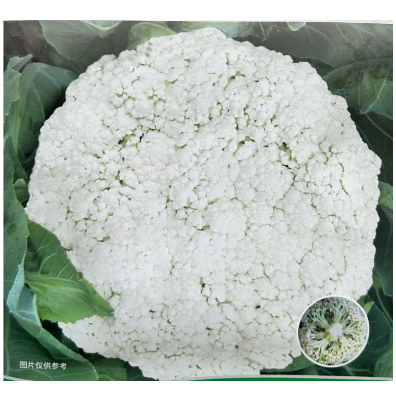 高抗青梗80天松花菜种子力禾抗青梗松花菜白花基地种植
