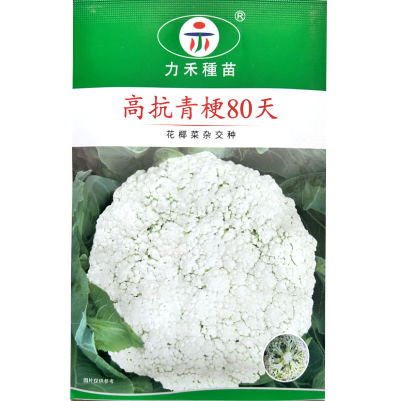 高抗青梗80天松花菜种子力禾抗青梗松花菜白花基地种植