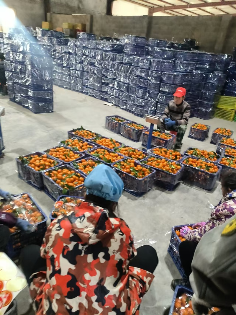 精品广西砂糖橘，品质保证，价格优惠，实力精选，诚信第一