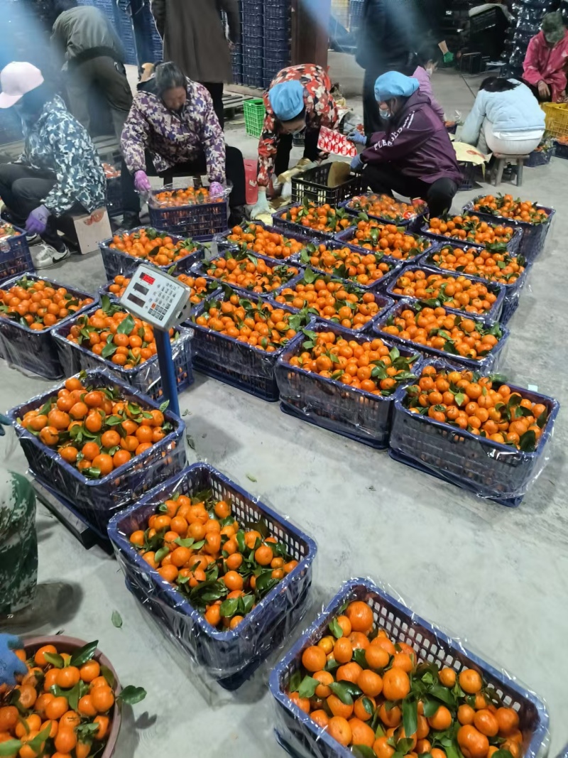 精品广西砂糖橘，品质保证，价格优惠，实力精选，诚信第一