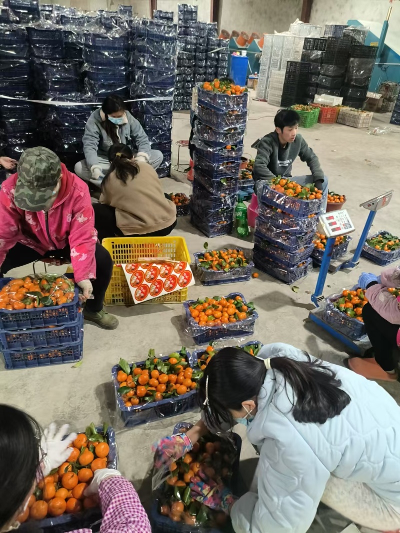 广西砂糖橘，品质保证，价格优惠，实力商家，产地直发