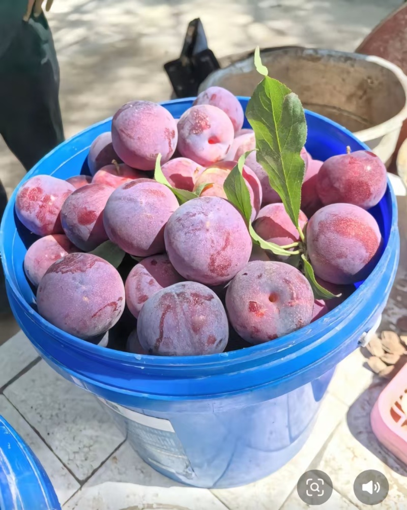 【牛商推荐】李子树苗规格齐全欢迎选购