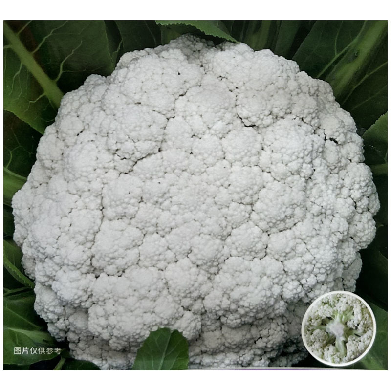 新力禾65天菜花白花菜种子10g花球半松蕾粒较细基地
