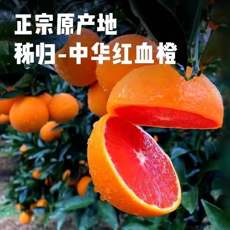 血橙热卖中宜昌红橙产地直发量大价优对接全国客商欢迎致电咨
