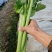 西芹大量供应一手货源可以视频看货量大从优电联