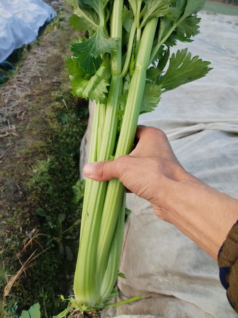 西芹大量供应一手货源可以视频看货量大从优电联