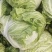 大白菜东京868白菜青颗4-6斤过冬白菜库存走