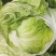 大白菜东京868白菜青颗4-6斤过冬白菜库存走
