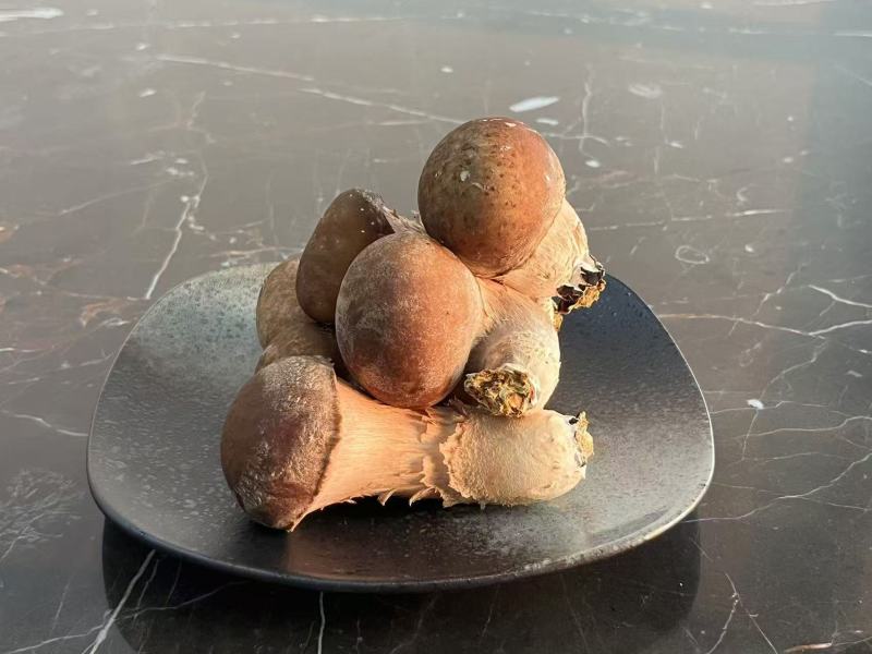 精品鲜松茸大量有货产地直发品质保证可视频看货