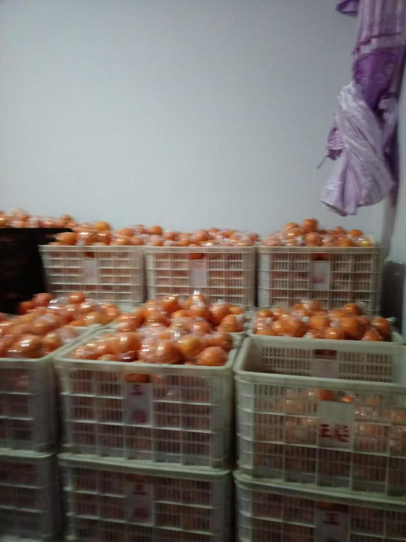 现有大量100万斤脐橙出售价格优惠支持视频看货欢迎来电