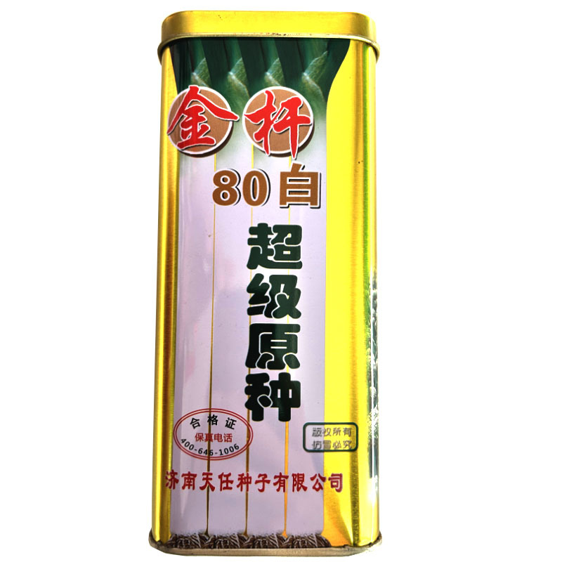 章丘大葱种子金杆80白原种抗病强抗倒伏大田基地种植