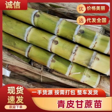 广西黄甘蔗种苗青皮甘蔗苗货源充足品种优良技术指导
