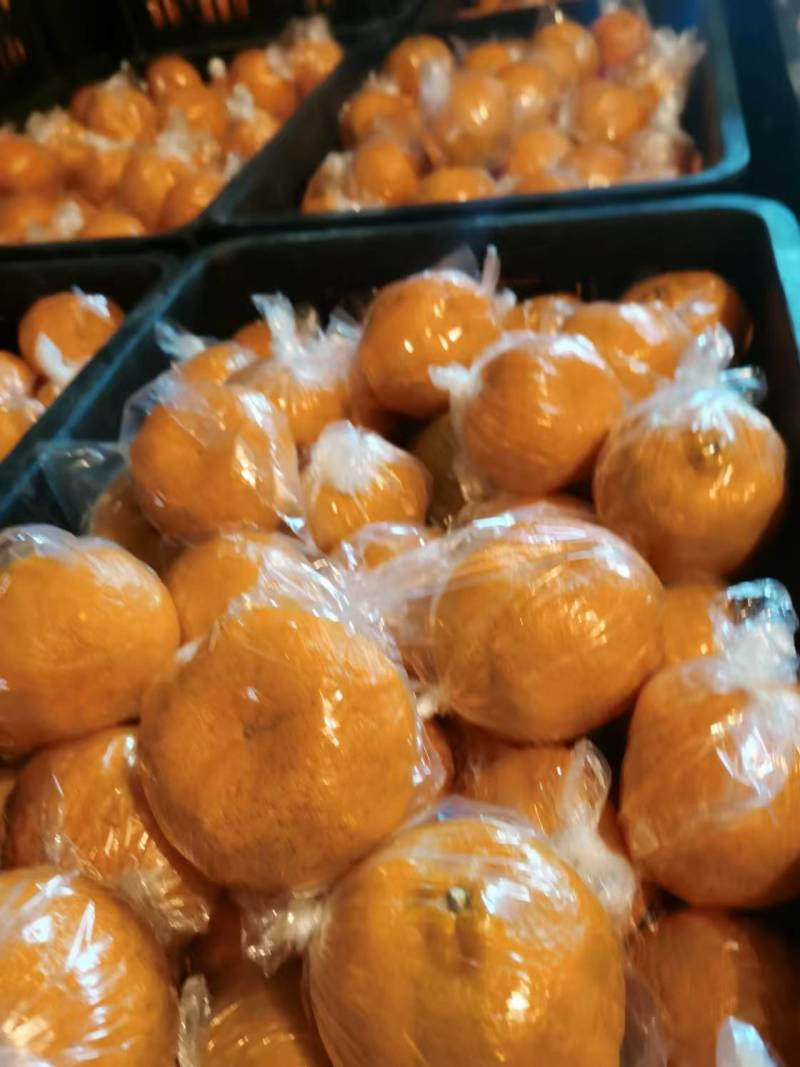 湖南精品碰柑大量供应品质保证价格美丽对接全国市场