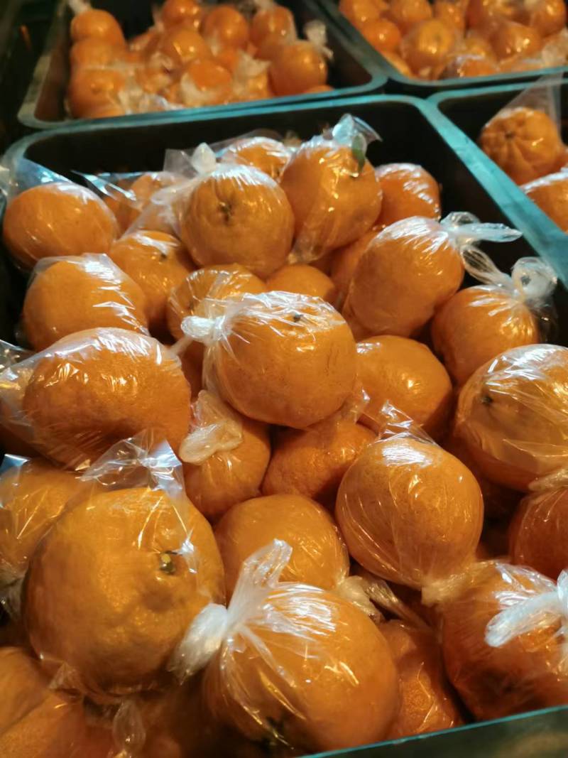 湖南精品碰柑大量供应品质保证价格美丽对接全国市场