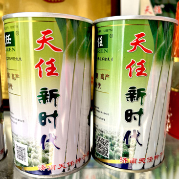 章丘大葱种子大梧桐种子葱白长高产抗重茬基地品种