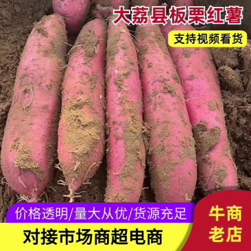 【牛商推荐】大荔板栗红薯产区一手货源保质保量欢迎选购