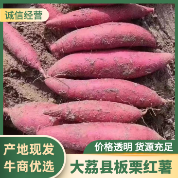 【牛商推荐】大荔板栗红薯产地直供价格公道欢迎选购