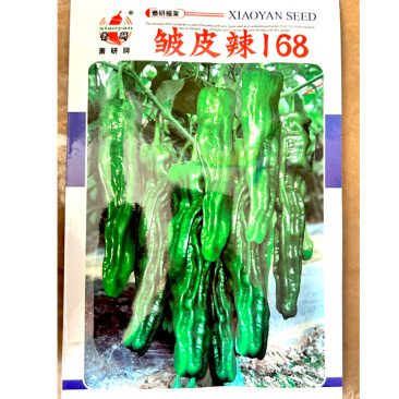 皱皮辣椒种子薄皮辣椒种子果面皱辣味浓采收期长