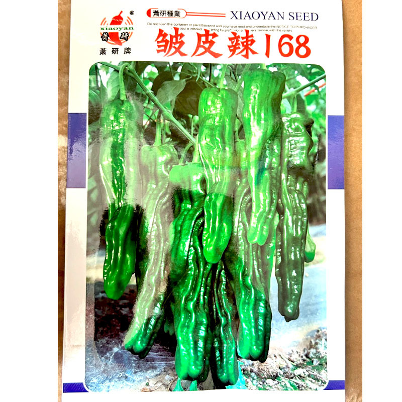 皱皮辣椒种子薄皮辣椒种子果面皱辣味浓采收期长
