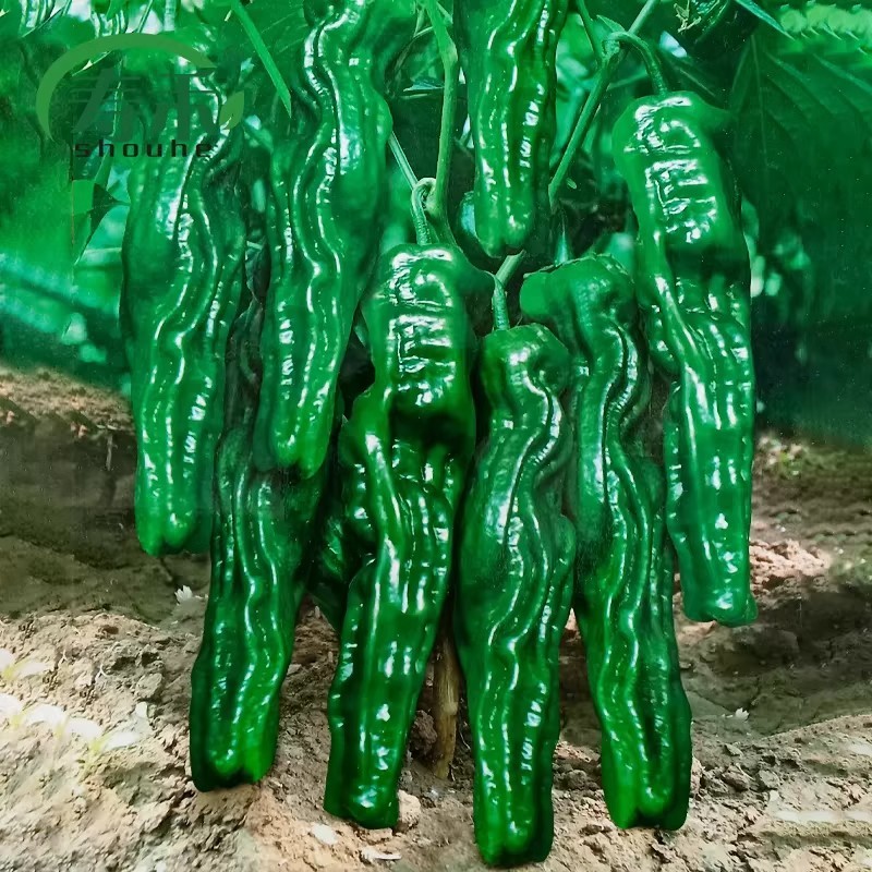 皱皮辣椒种子薄皮辣椒种子果面皱辣味浓采收期长