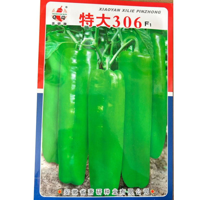 特大306牛角椒种子中早熟大果微辣耐低温抗高湿
