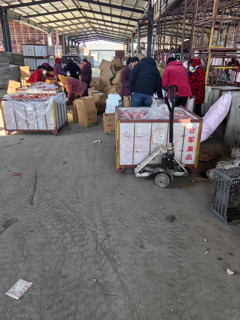 【推荐】山东精品苹果红富士苹果产地直发一手货源欢迎