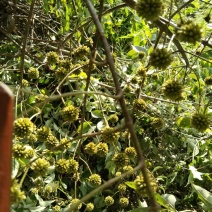 钩藤种培育多年的优良品种产地直发量大价优欢迎致电咨询