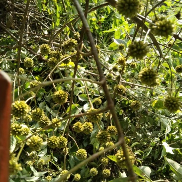 钩藤种培育多年的优良品种产地直发量大价优欢迎致电咨询