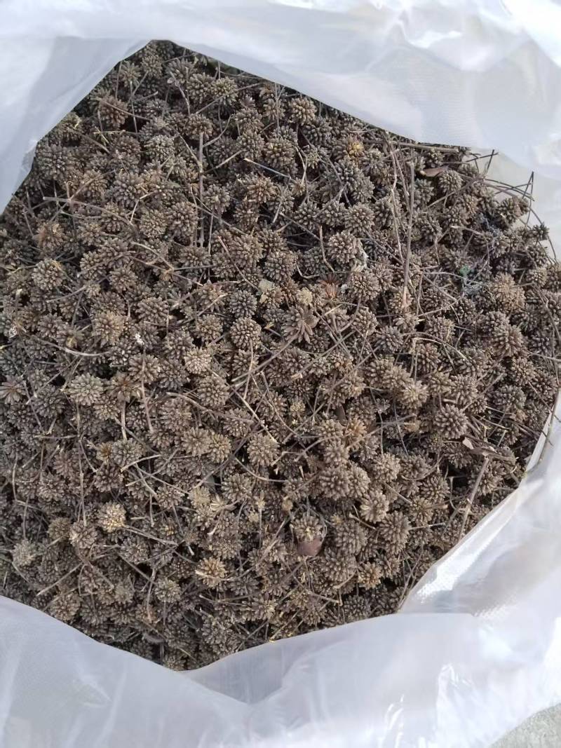 钩藤种培育多年的优良品种产地直发量大价优欢迎致电咨询