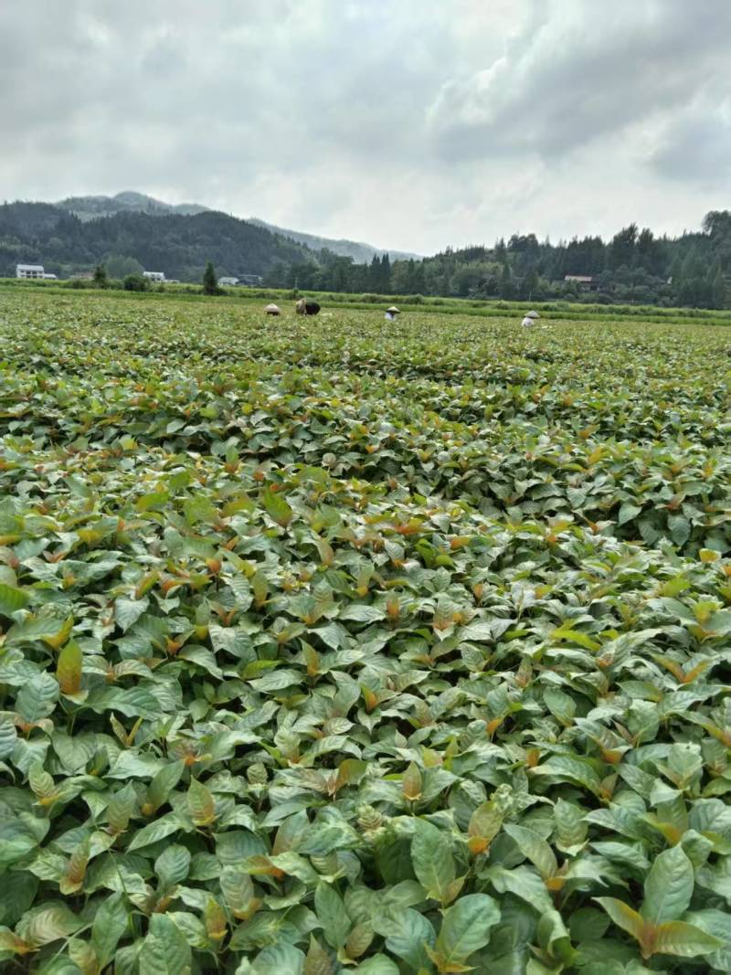 钩藤种培育多年的优良品种产地直发量大价优欢迎致电咨询