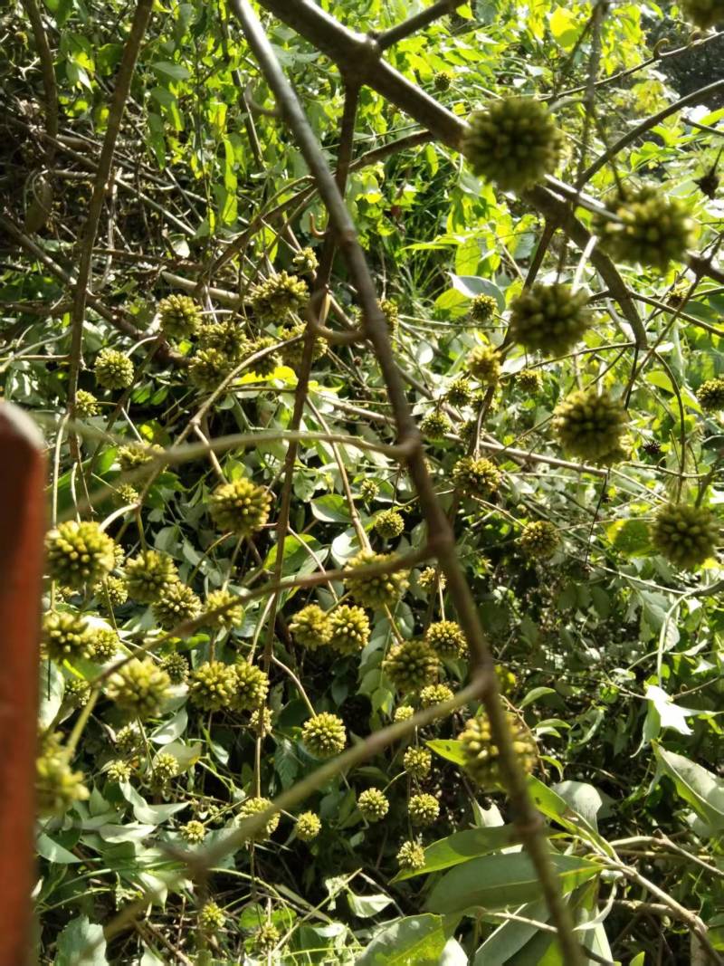 钩藤种培育多年的优良品种产地直发量大价优欢迎致电咨询