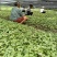钩藤种培育多年的优良品种产地直发量大价优欢迎致电咨询