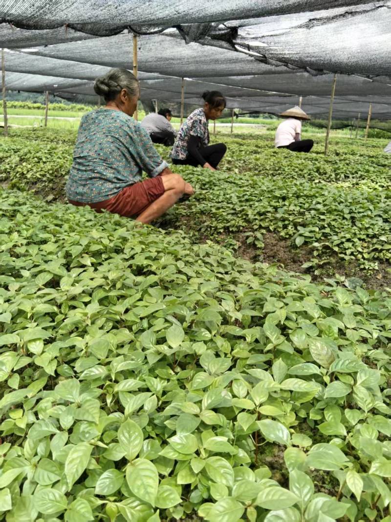 钩藤种培育多年的优良品种产地直发量大价优欢迎致电咨询
