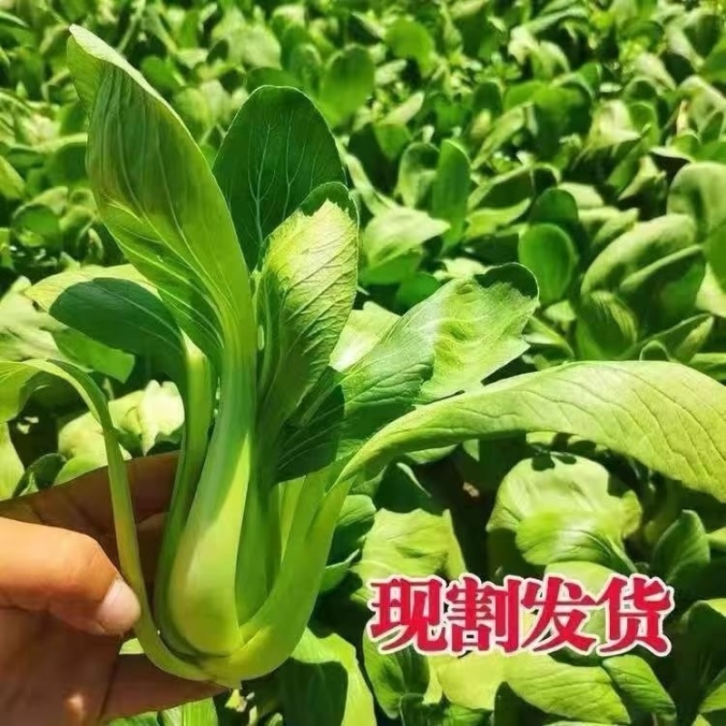【推荐】山东小油菜精品上海青大量上市产地直发