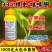 33%螺虫噻嗪酮介壳虫虫卵双打螺虫乙酯噻嗪酮复配农用正