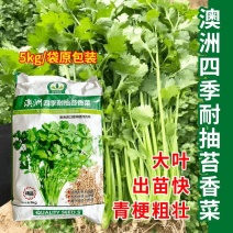 澳洲四季耐抽苔香菜种子10斤原装高抗病耐热耐寒