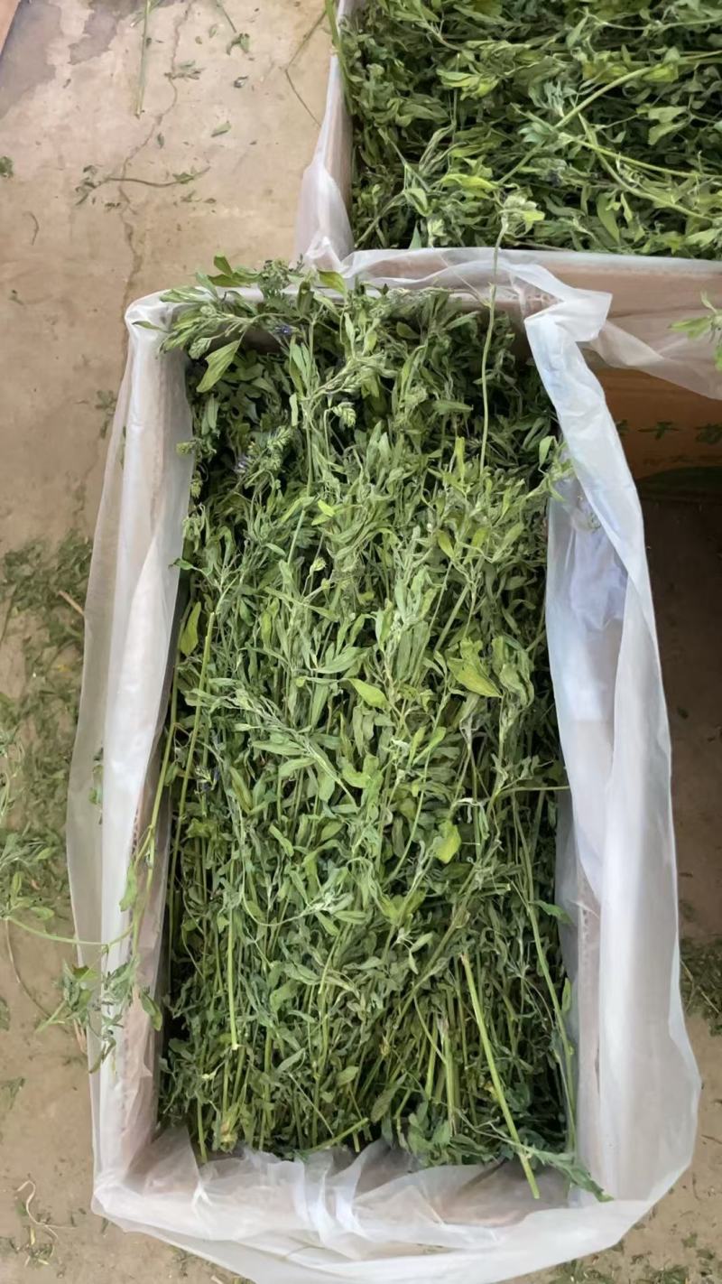 烘干苜蓿草自家货源品质保障价格美丽欢迎电话咨询