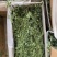 烘干苜蓿草自家货源品质保障价格美丽欢迎电话咨询